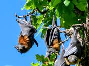 Flying foxes you see in Bendigo may be the same ones you see in Brisbane, says a defendant of the mammals. Picture by Darren Howe 