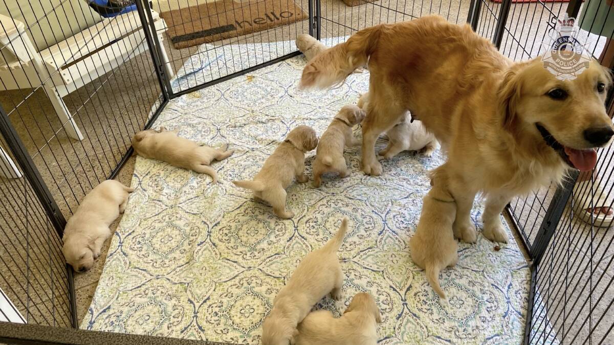 The recovered golden retriver puppies. Picture from Queensland Police. 