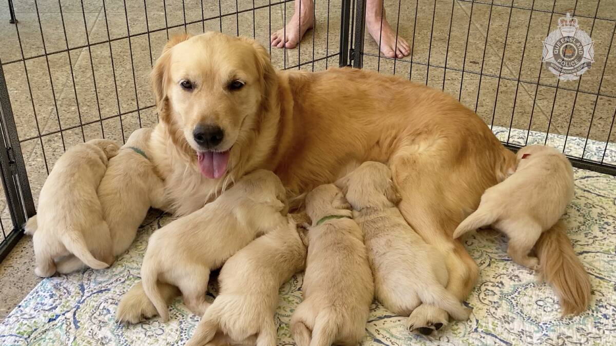 The golden retriever puppies and their mother. Picture from Queensland Police.