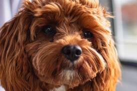 New data shows the Cavoodle was Australia's most popular breed in 2023. Picture by Shutterstock