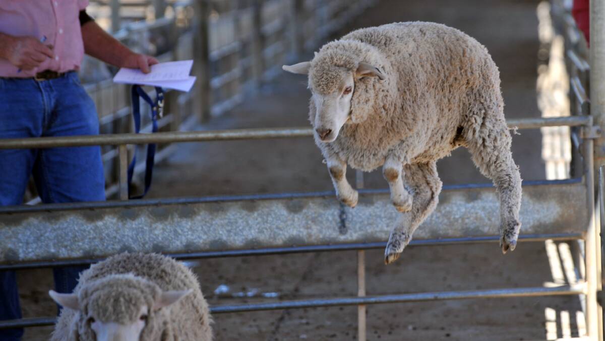 Bendigo sheep and lamb sales 20.07.2015
