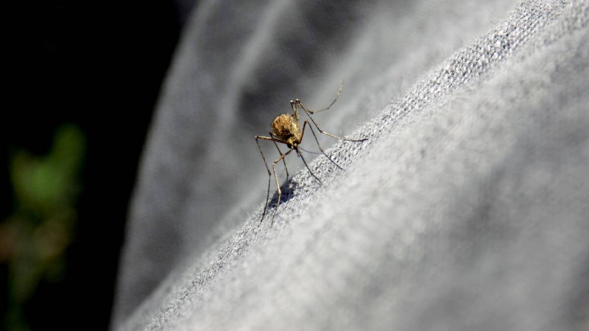 Residents warned as mosquito viruses spike