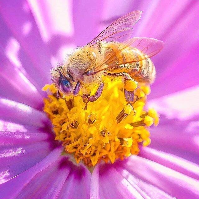 "Loving macro lately." Today's Instagram #picoftheday is by @kyliek_photography - tag your weather pics #bendigoweather and we'll feature the best ones here.