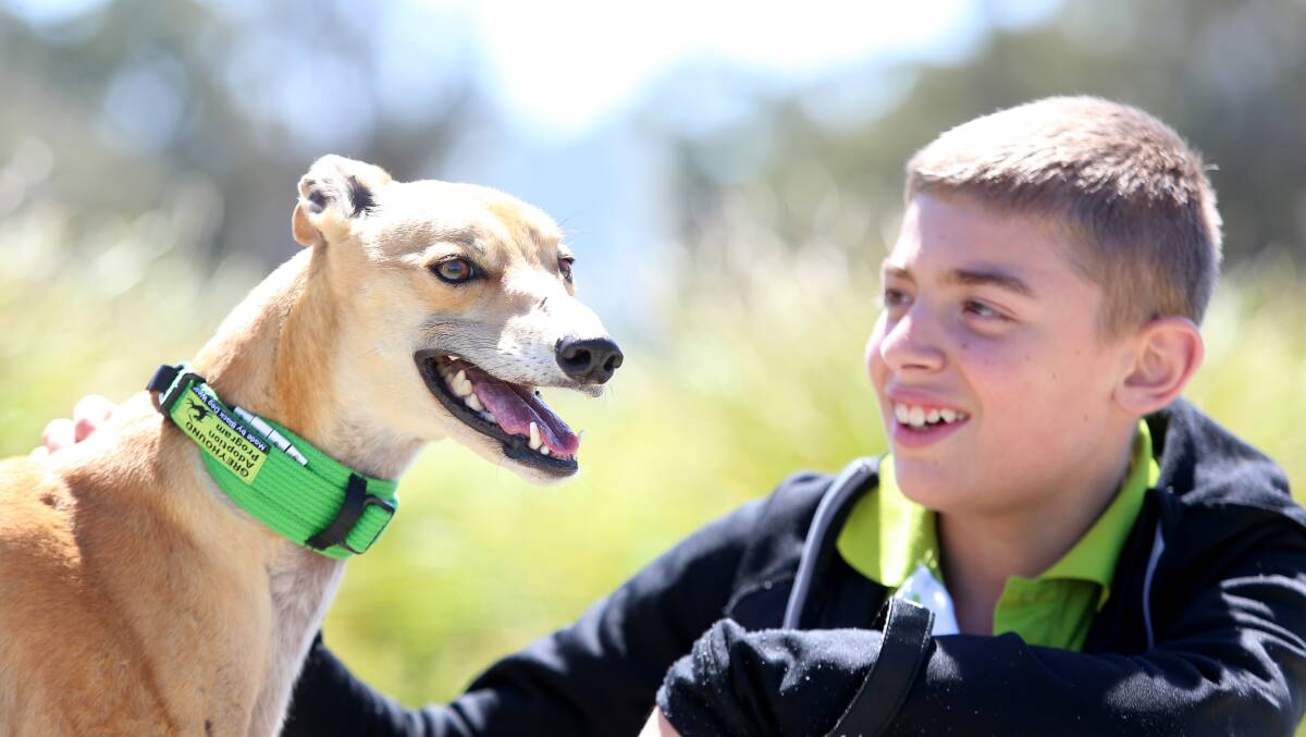 Volunteer Eric Vrionis, 13, with Simone the greyhound on adoption day at Lord's Raceway. Picture: GLENN DANIELS