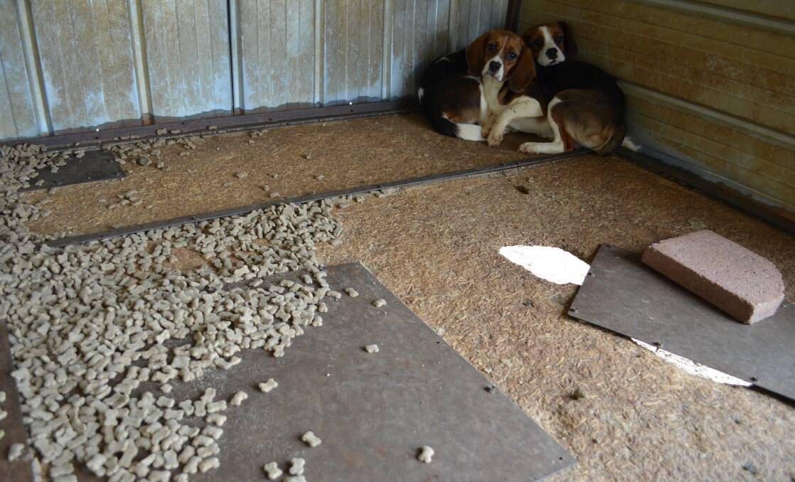 Conditions at a former puppy farm in Pyramid Hill, shut down after an RSPCA prosecution.