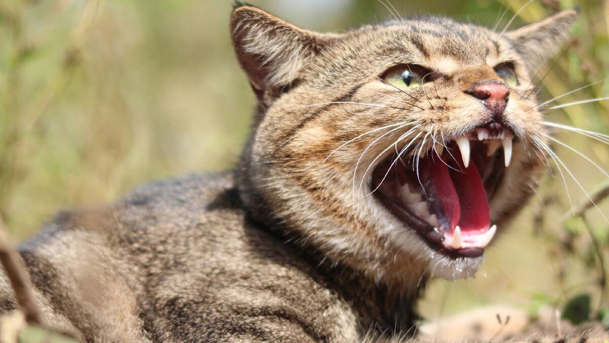 Call for feral cats to be listed as pests