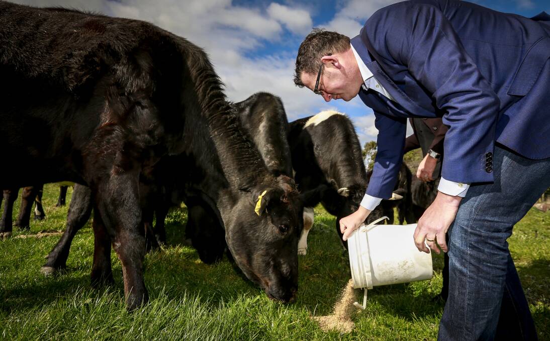 Premier Daniel Andrews feeds a cow in Bunyip while announcing a $200 million agriculture infrastructure fund on the weekend. Damian Drum says the deal is a "dud". Picture: EDDIE JIM