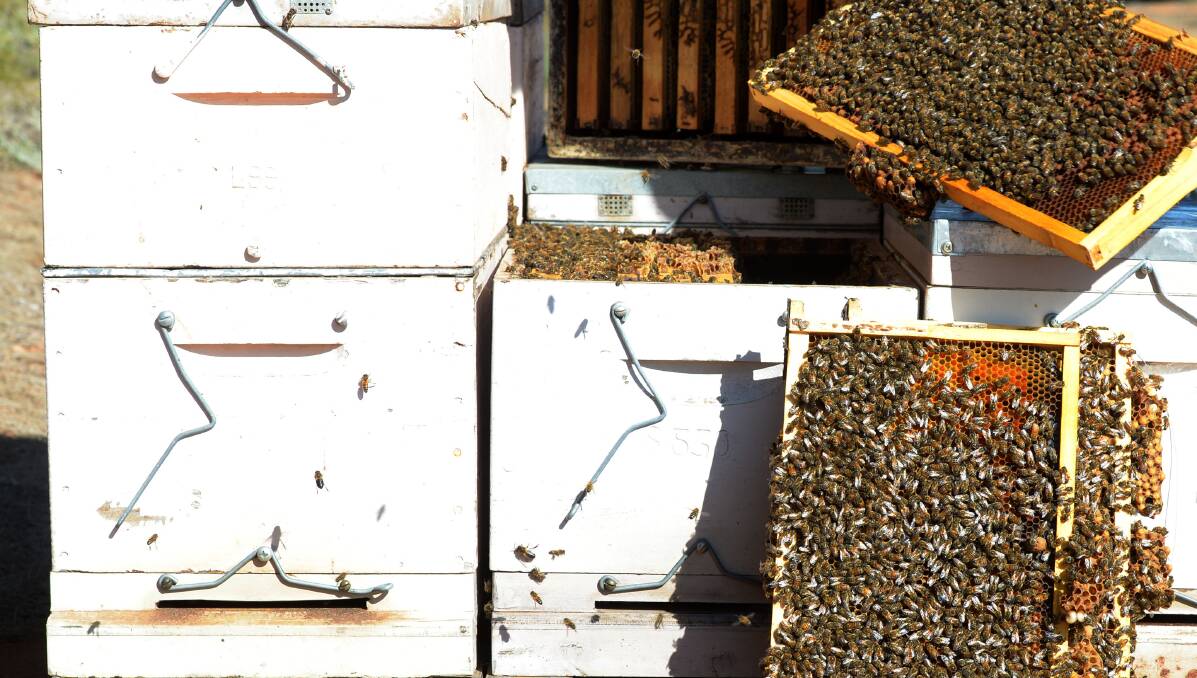 Beehive theft stings beekeeper