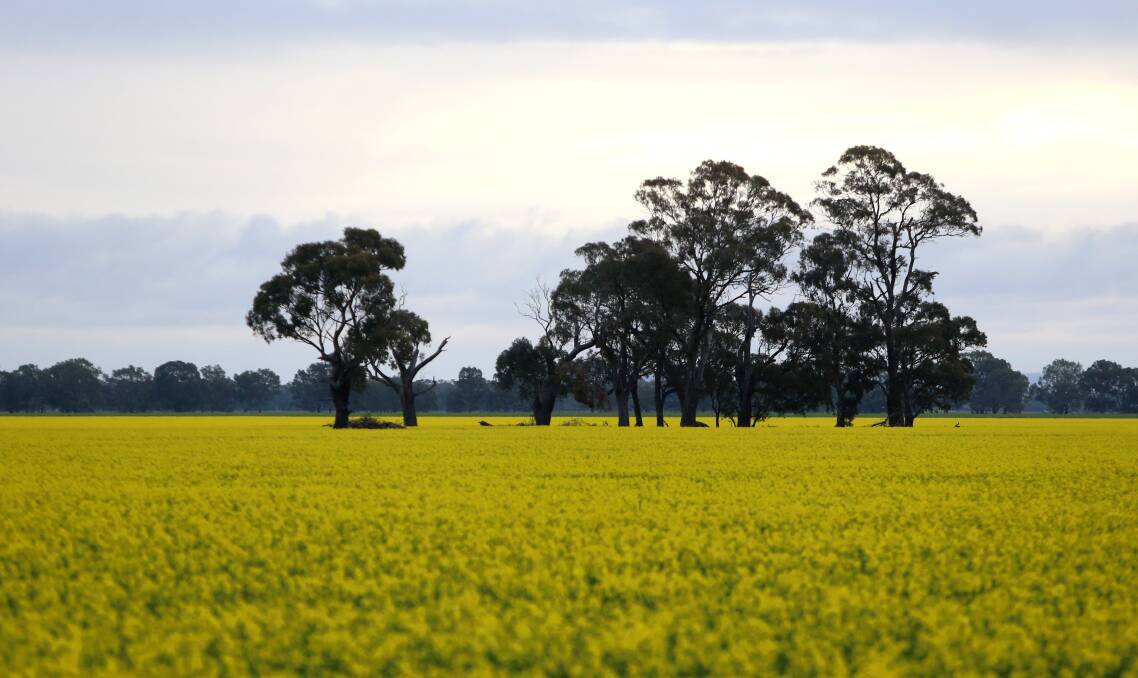 Canola fields near Serpentine. Some may be surprised to learn the "town" has dropped below 200 residents. Picture: GLENN DANIELS