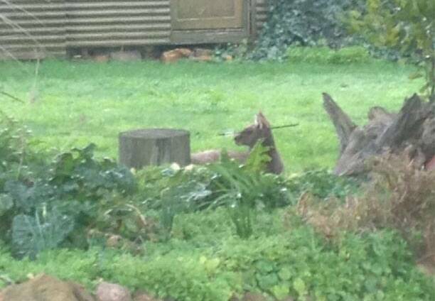 Spot the kangaroo, who was shot in the head with a crossbow near Woodend in August last year. He later died of shock following surgery.