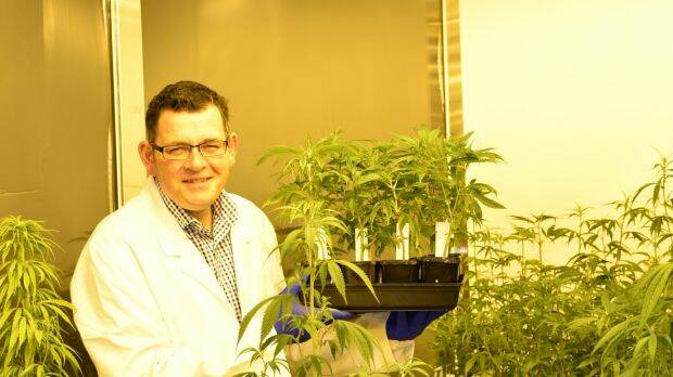 Premier Daniel Andrews poses with the government's first cannabis crop, which was harvested last month.