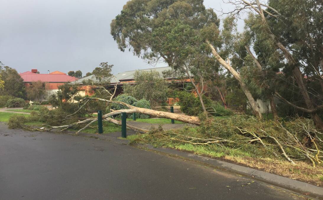 A tree down in Golden Square.