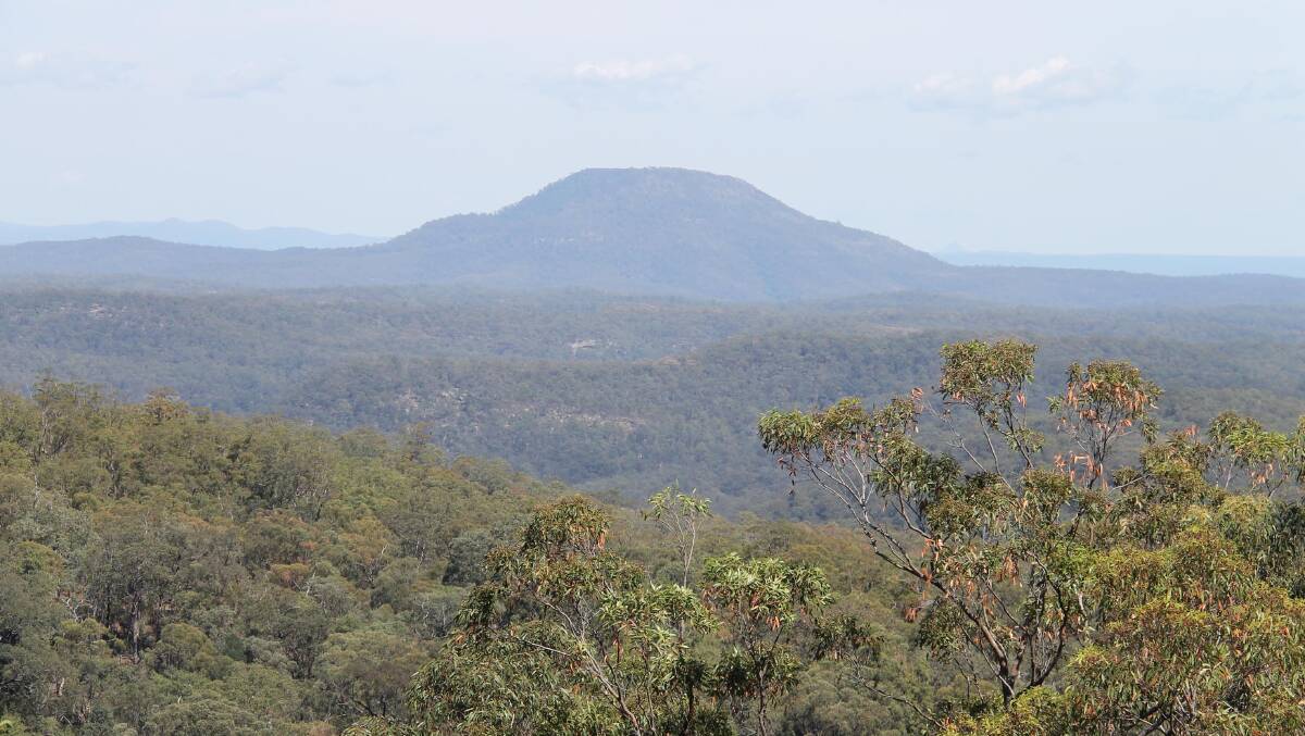 From Finchley Lookout … the view of densely timbered country includes the highly significant, flat-topped Mt Yengo. 