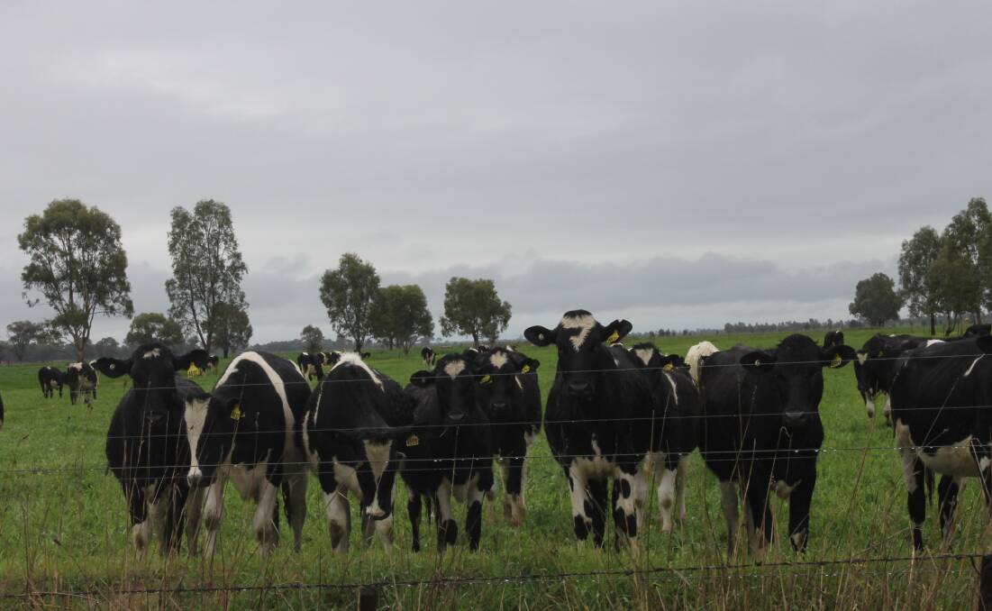 STEP UP: Murray Goulburn has announced a modest step up, in its milk price.
