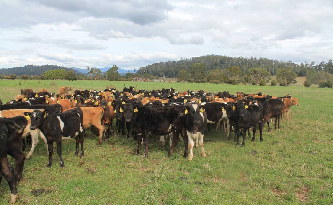 DAIRY CONCERNS: Farmers are seeking clarification - and expansion - of the dairy concessional loans scheme. Picture: Andrew Miller.