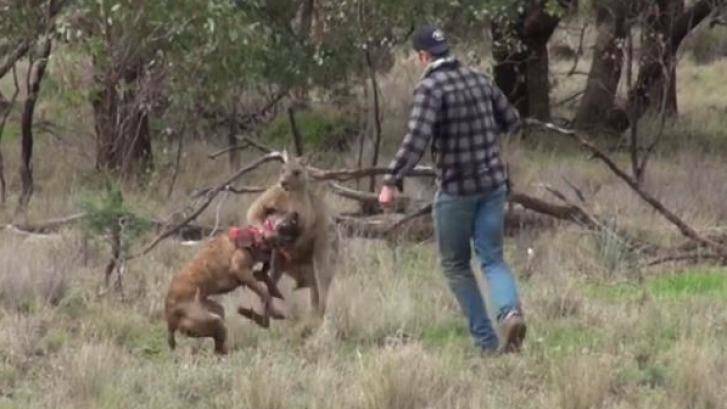 Dog 'Max' tries to escape the kangaroo's grip. Photo: Facebook / Greg Bloom