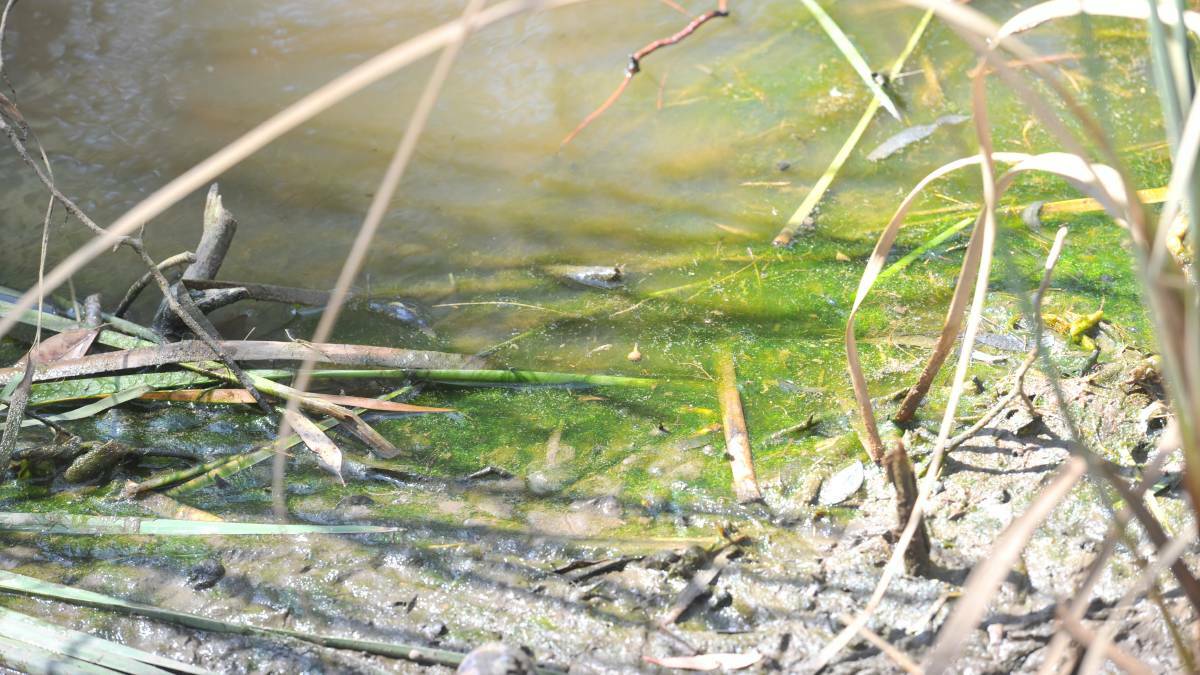 Growing number of blue-green algae warnings