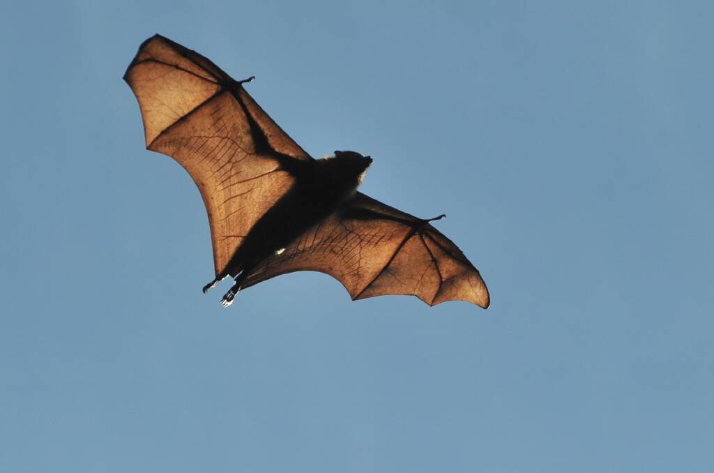 Bat colony in Rosalind Park soars | POLL