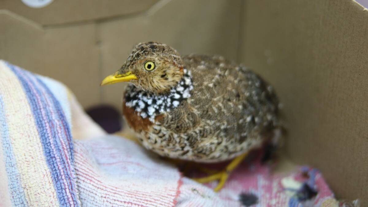 Endangered bird found a long way from home