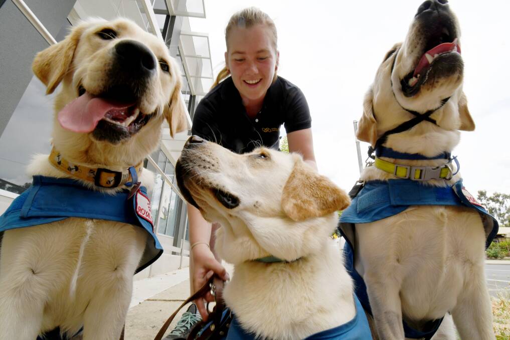 Vision Australia Seeing Eye Dogs puppy development trainer Brittany McCarthy with Pippa, Patty and Zeno. Picture: DARREN HOWE