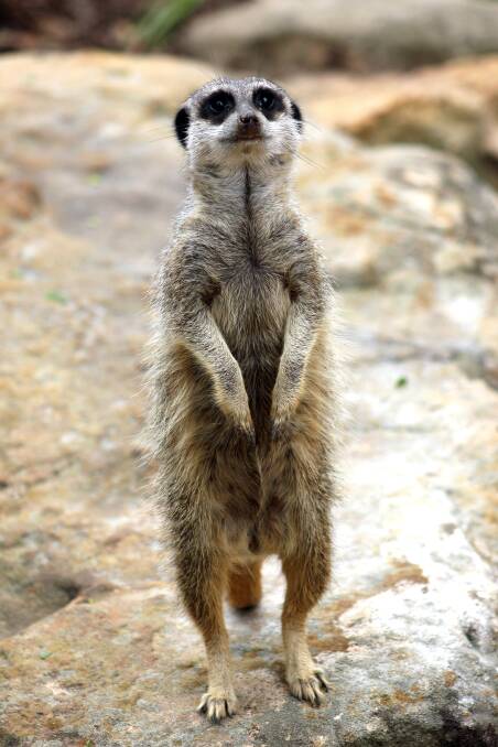 RESPECTFUL: Be like Alexander the meerkat and keep freedom of speech "shimplesh".