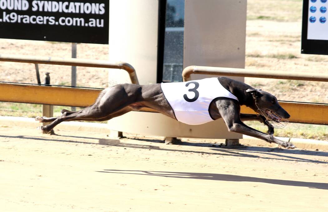 Reality Bomber wins a semi-final of the recent Gold Rush Maiden Series at Bendigo.