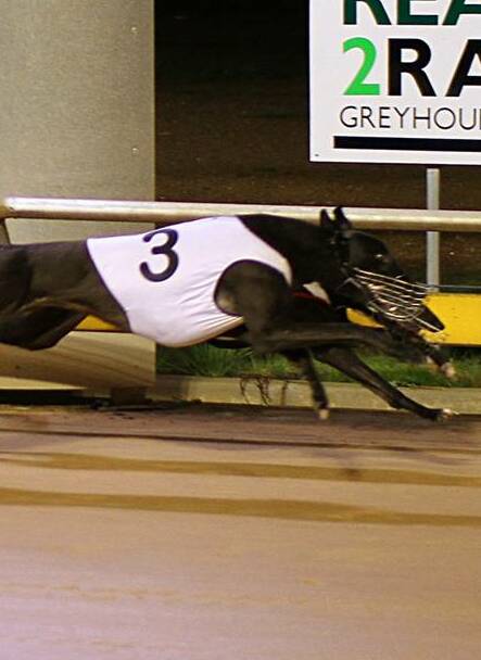 Greyhound racing at Lord's Raceway begins at 6.52pm on Friday.