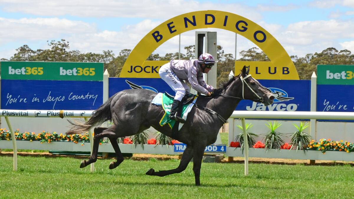 VICTORIOUS: Silver Pathfinder wins for Bendigo trainer Brad Cole in the first race at the Bendigo Jockey Club on Thursday. Picture: GETTY IMAGES