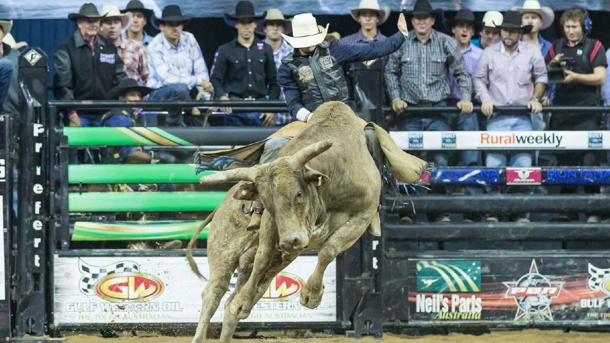 POWERFUL: Hillbilly Deluxe, the 2016 PBR Bucking Bull of the Year, is ridden by Cody Heffernan. Both will be in action in Bendigo on Saturday night.