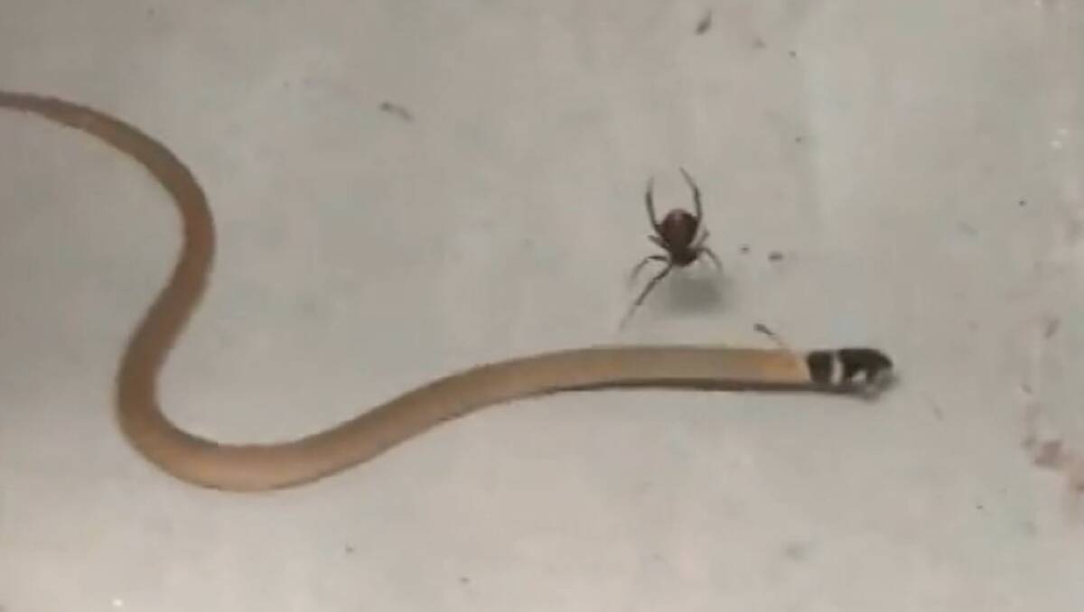 A redback spider and brown snake fight to the death.