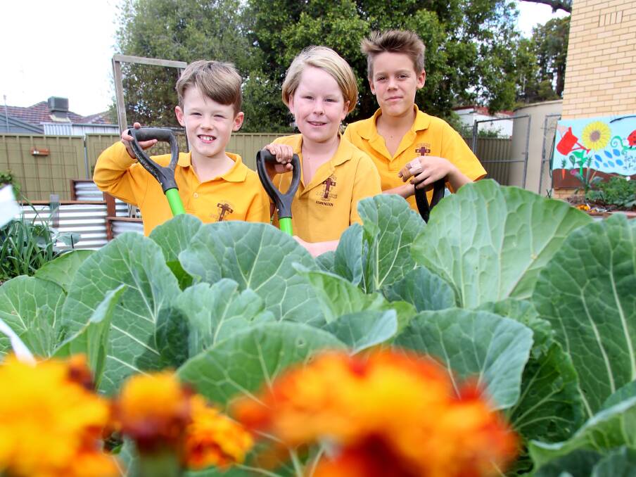 SEED FUNDING: Billy Bassett, Xavier Thomas, Khai O'Regan in St Therese's Primary School's garden project, 'The Patch'. Picture: GLENN DANIELS