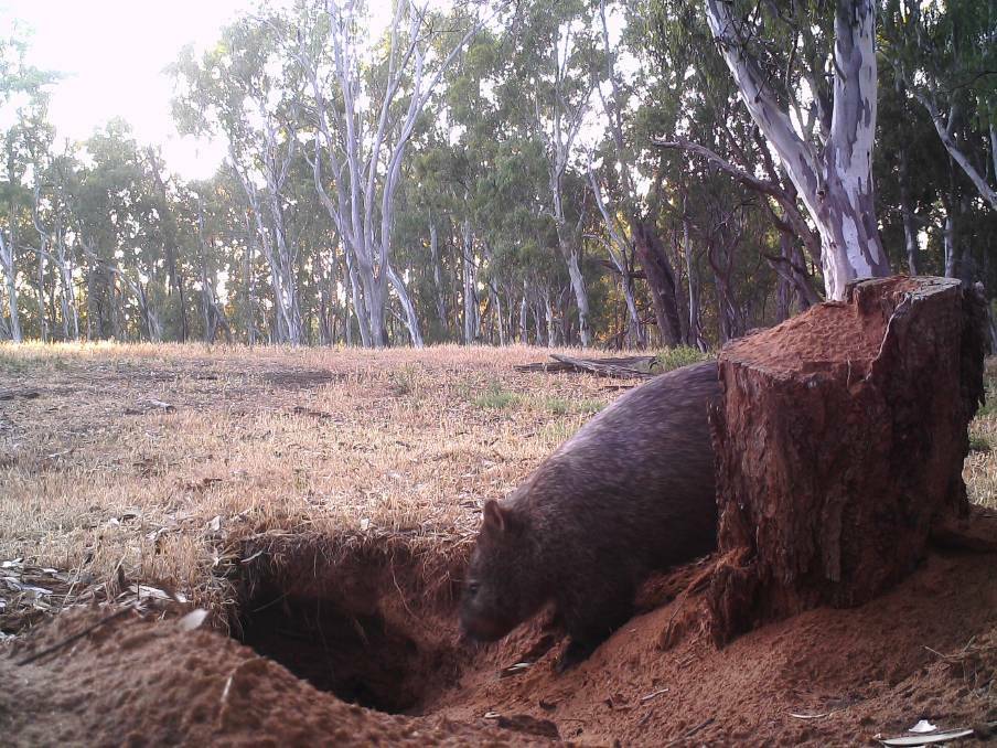In January a wombat was found on Gunbower Island, 150km from the nearest known population.