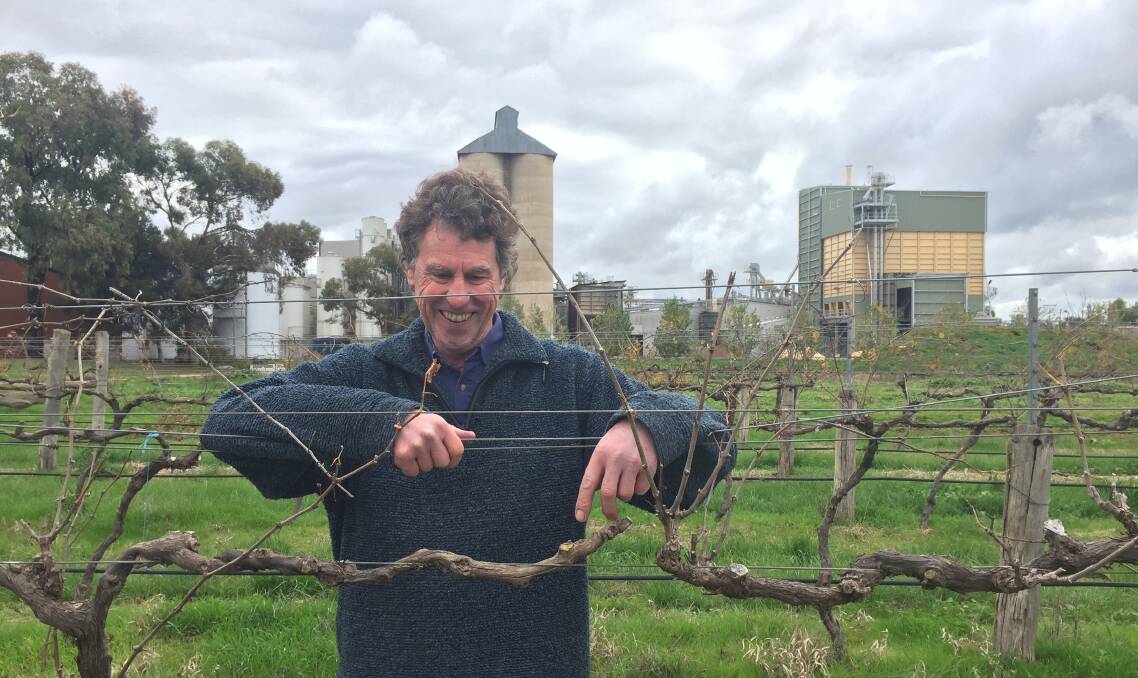 NO SOUR GRAPES: Bridgewater winemaker Bill Trevaskis in a shiraz vineyard which was 'totally wiped out' this season by marauding parrots – 'the worst thing is they don't even eat the fruit,' he says. Picture: JOSEPH HINCHLIFFE
