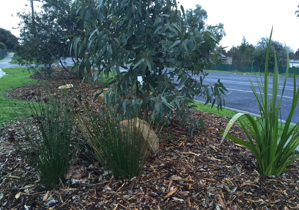 COMMUNITY SPIRIT: The nature strip of native and regional grasses, shrubs and small trees planted by one Long Gully family was also raided in recent weeks. 