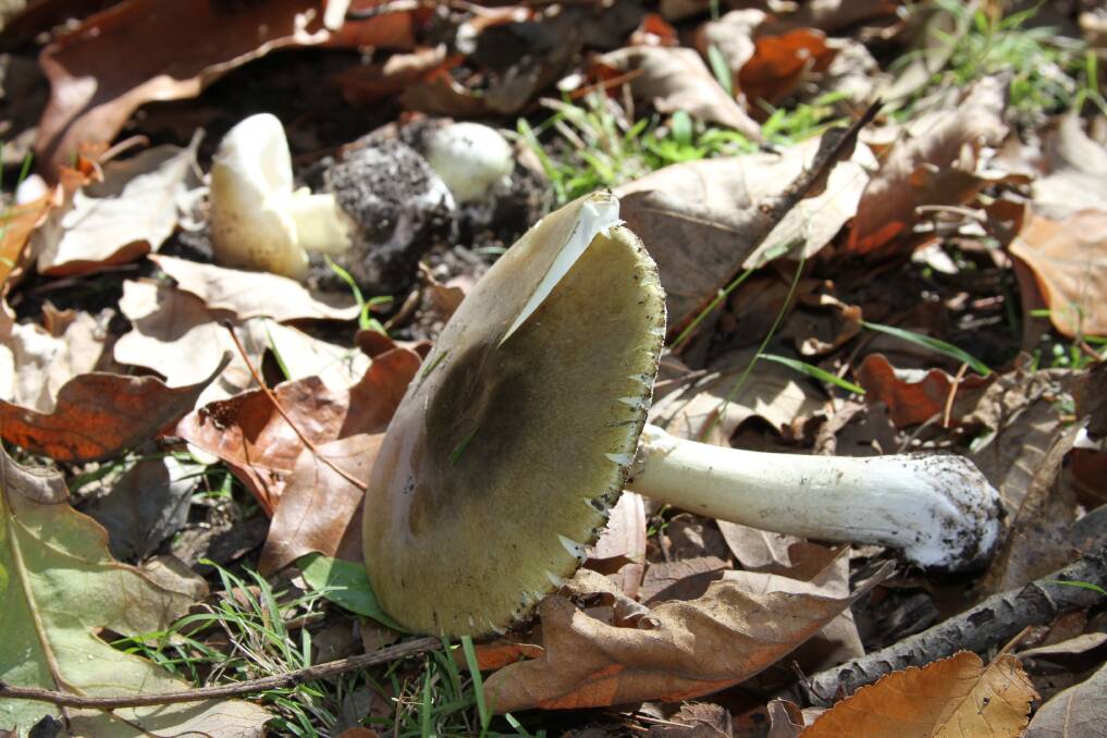 The death cap mushroom. 
