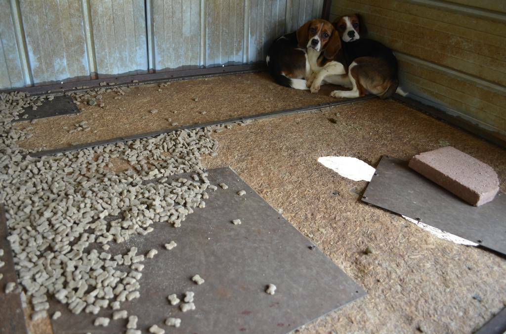 Dogs found during a raid at a Pyramid Hill puppy farm. 