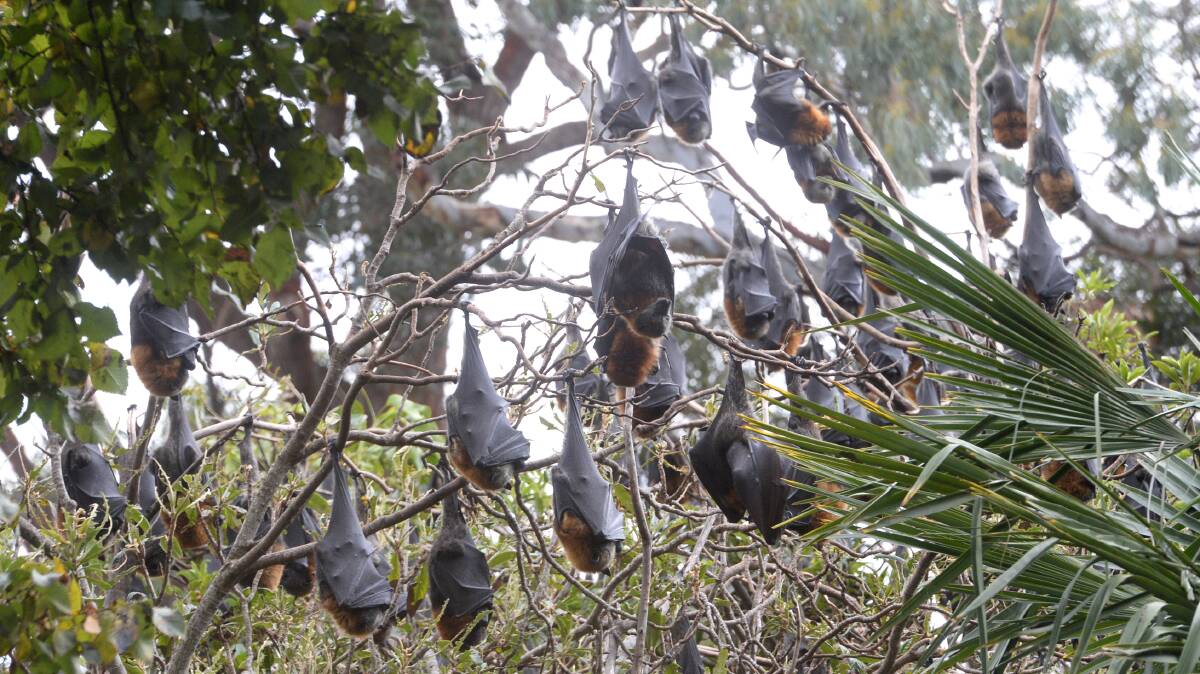 NOT SO FAST: Lawrence Pope says people wanting to move the colony of flying foxes on must be mindful of the environmental benefit the animals provide.