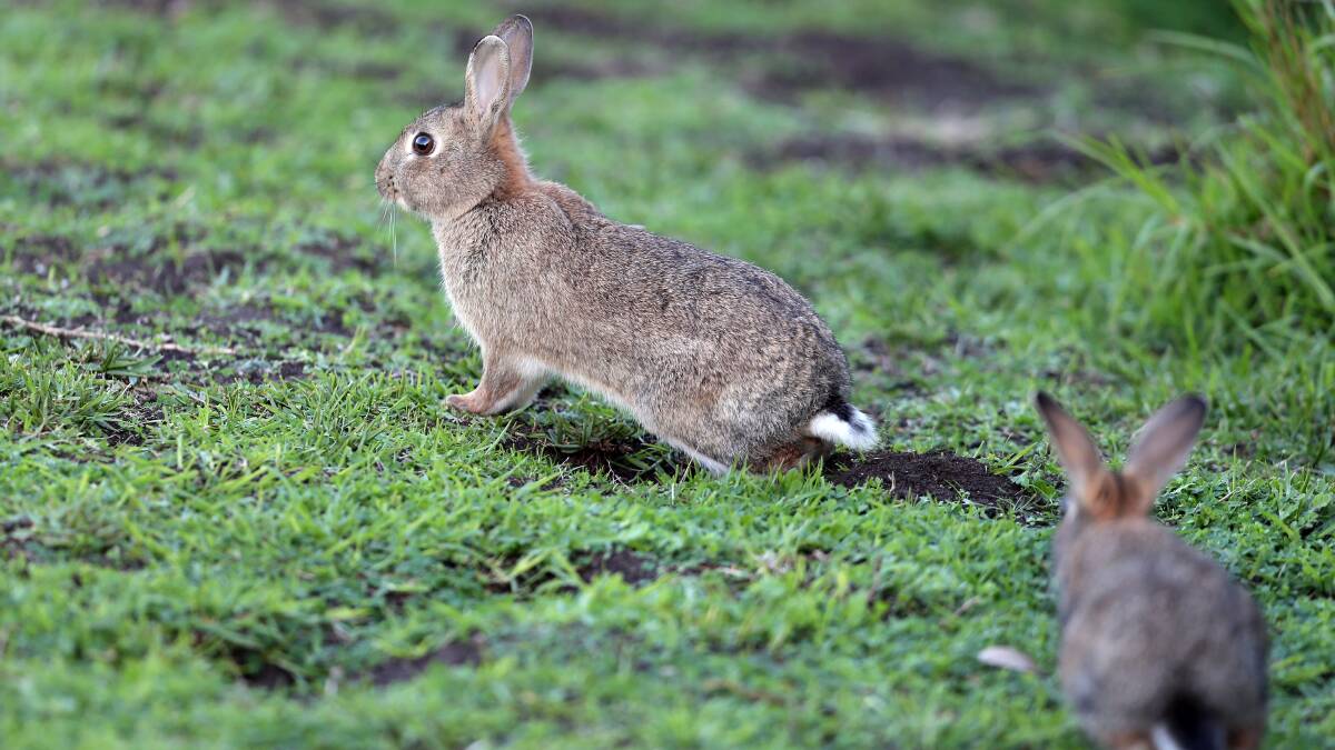 ENVIRONMENTAL VANDALS: The 2015 Rabbit Buster Roadshow will help landowners minimise the damage the quick-breeding mammals cause.