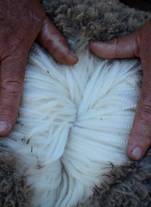 INDUSTRY: Bendigo will host an important wool forum this weekend.