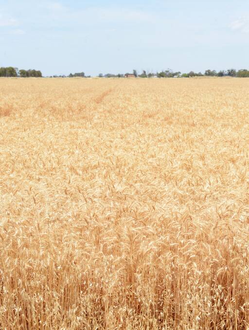 CROPPED: Parts of the Wimmera, Mallee and north central Victoria are still dry, with little sub-soil moisture. Wheat crop in Rochester. Picture JIM ALDERSEY