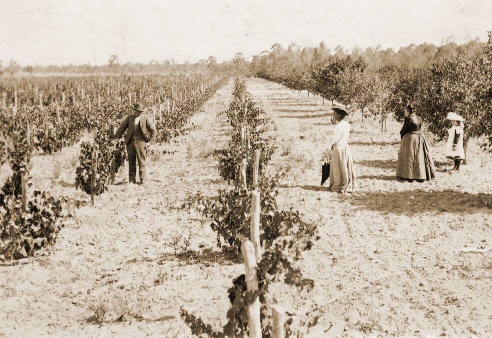 OUT OF THE HISTORY BOOKS: The Tonkin’s Vineyard & Orchard. This picture was taken sometime between 1900 and 1910. Picture: CONTRIBUTED