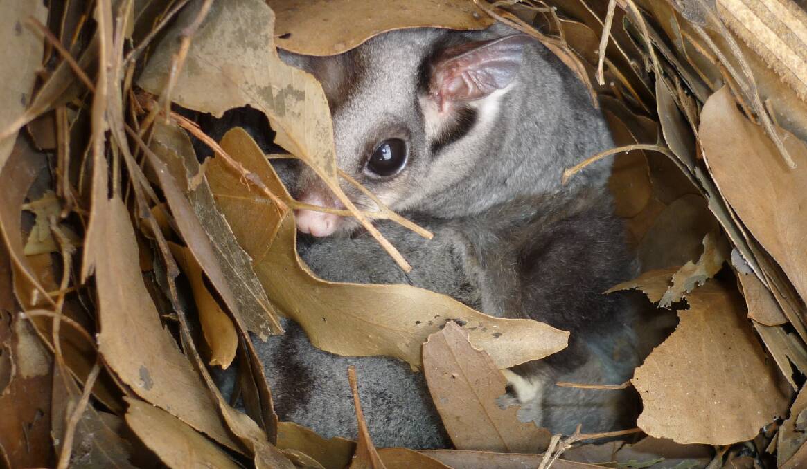 CAUGHT ON CAMERA: A sugar glider looks up at researcher Orlando Talamo's camera from its nest. Picture: ORLANDO TALAMO