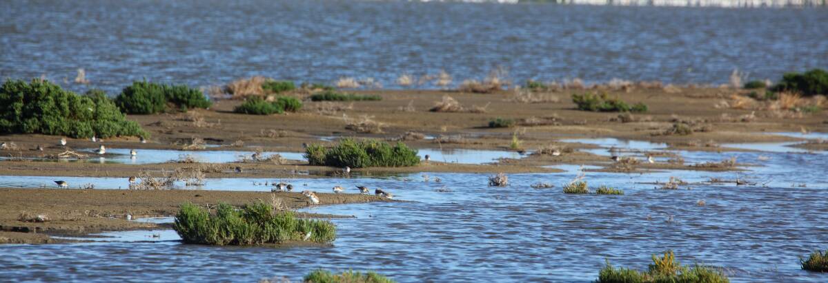 Since last year's floods Lake Cullen has become a haven for birds.
