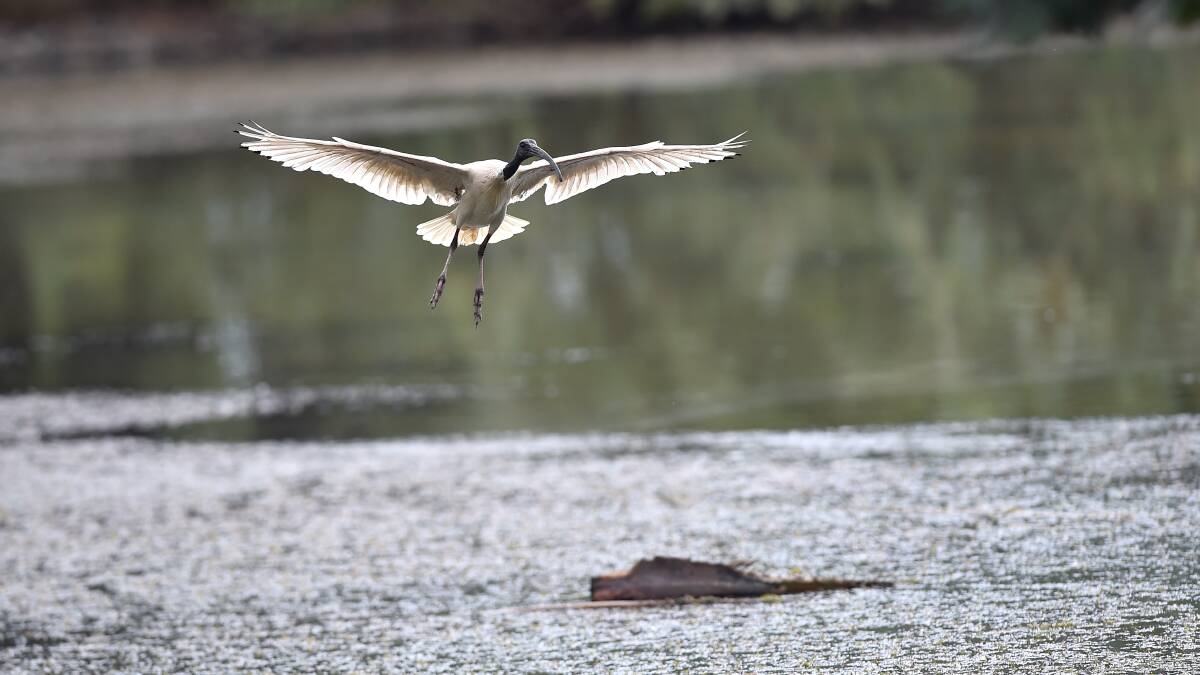 CLEAN UP TIME: An ibis landing at Lake Weeroona at the height of the breeding season. Pictures: NONI HYETT
