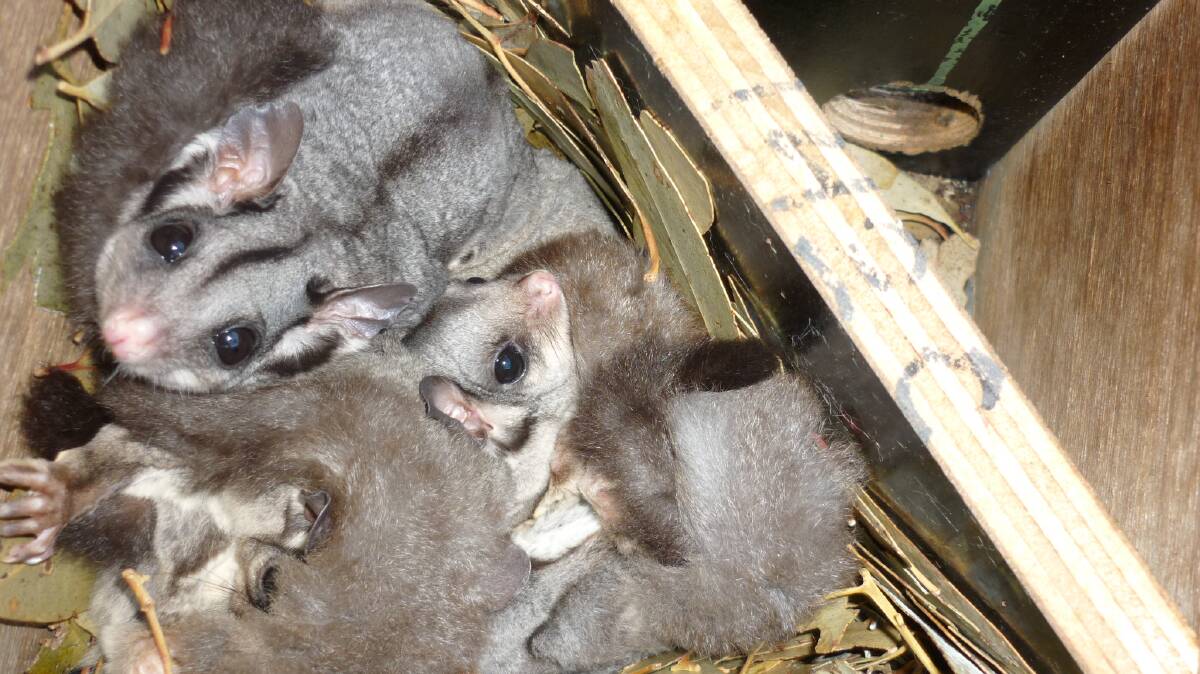 SNUGGLE TIME: Whroo Goldfields CMN staff member Orlando Talamo found a family of sugar gliders living in nest boxes throughout the region. Pictures: ORLANDO TALAMO