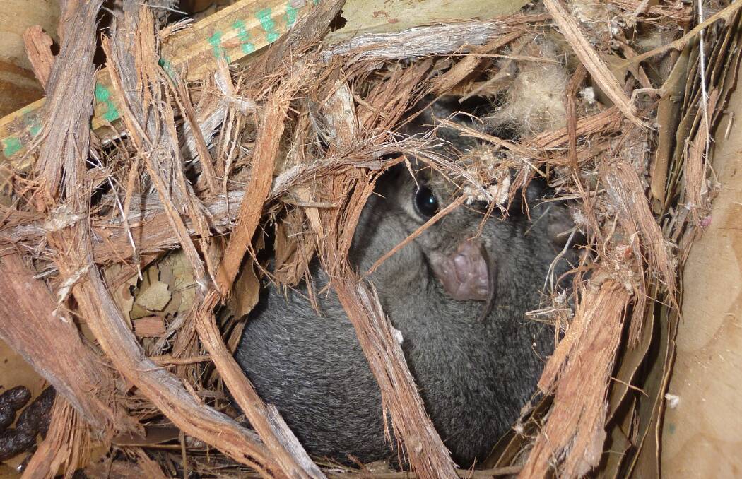 A RUDE AWAKENGING: A phascogale resting ina nest box peers up at Orlando Talamo's camera. Picture: ORLANDO TALAMO