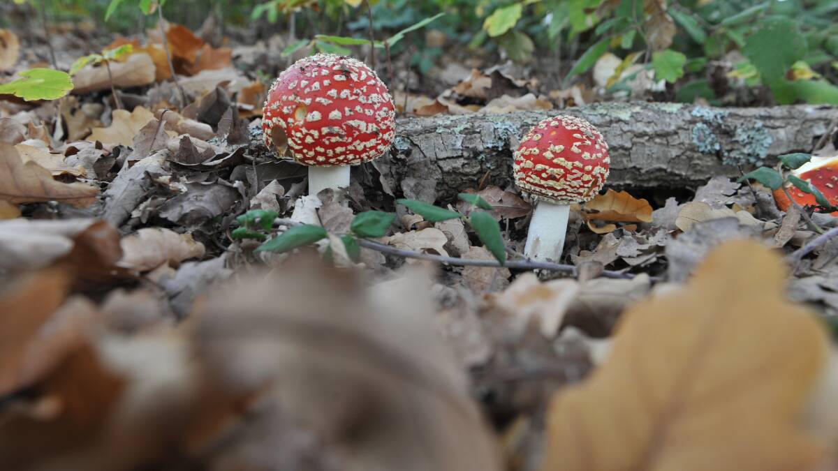 Pictures from a fungi-fossicking journey earlier this year in the Harcourt Oak Forest. Pictures: NONI HYETT