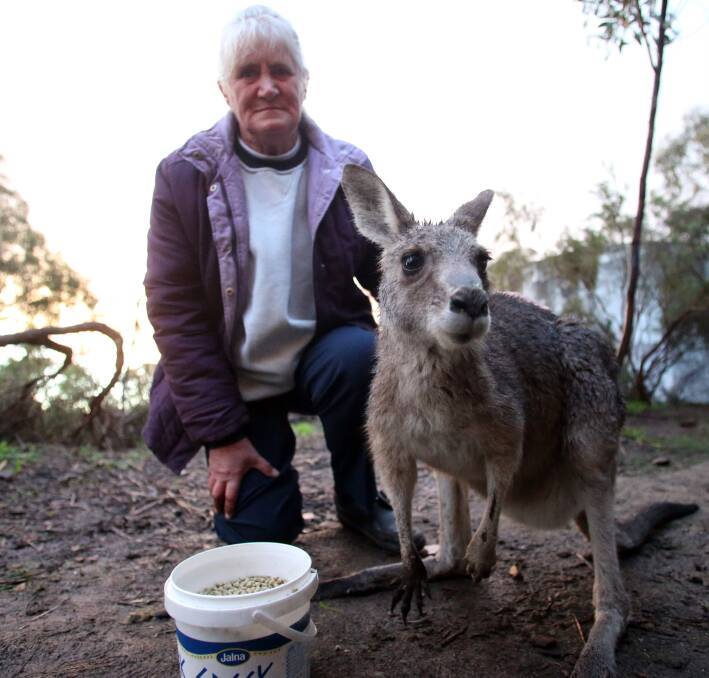 GALLARY: Rehabilitated kangaroos regularly return to Mrs Reid's property. Mrs Reid likes to keep an eye on them. Pictures: GLENN DANIELS