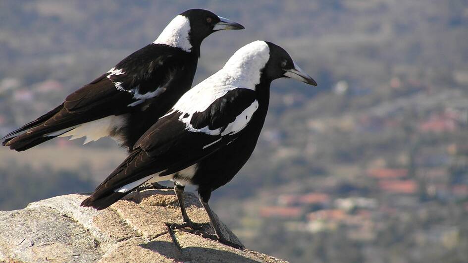 ON ALERT: Magpies are swooping again in Bendigo.
