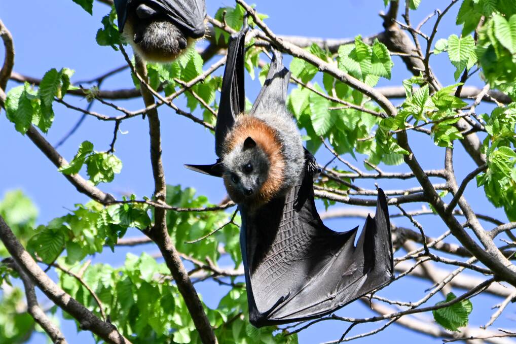 One of the flying foxes in Bendigo's Rosalind Park. Picture by Darren Howe